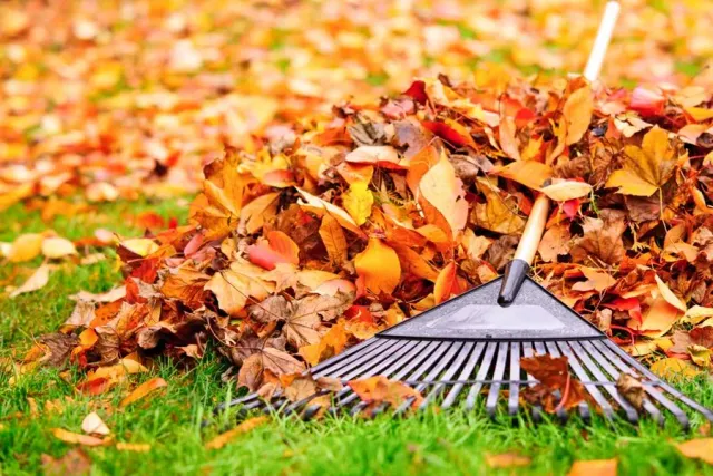 Leaf cleanup with a rake and tidy lawn
